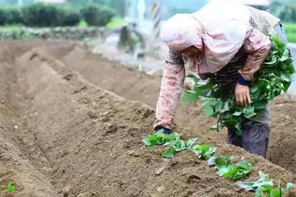 红薯高产的种植方法，以水平浅栽法为主