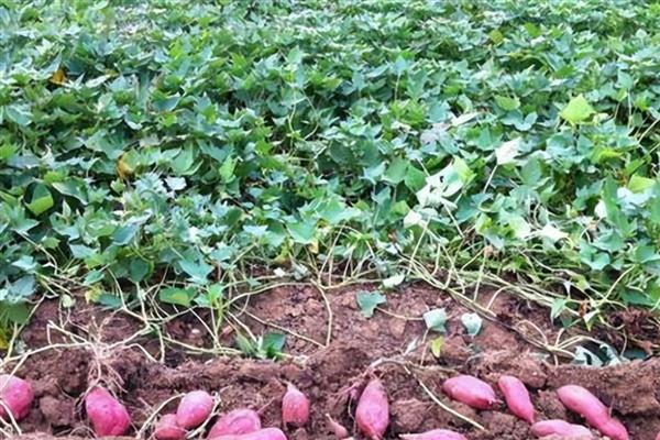 红薯高产的种植方法，以水平浅栽法为主
