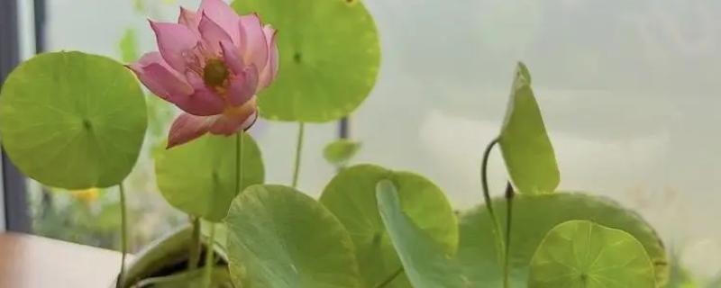 碗莲荷花种子的种植方法，种子通常需要人工开口