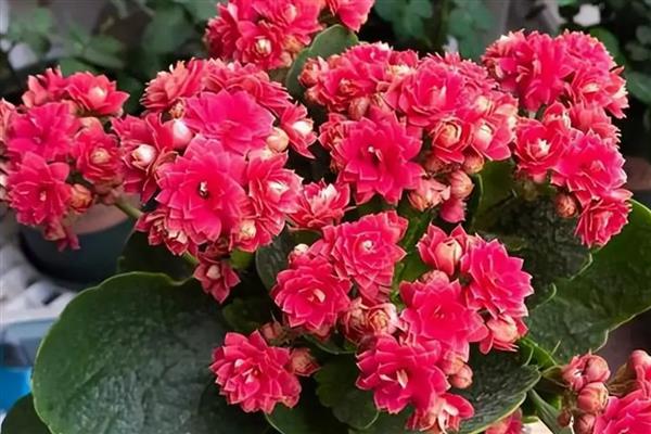 长寿花的颜色，常见绿白色、粉色、红色等品种