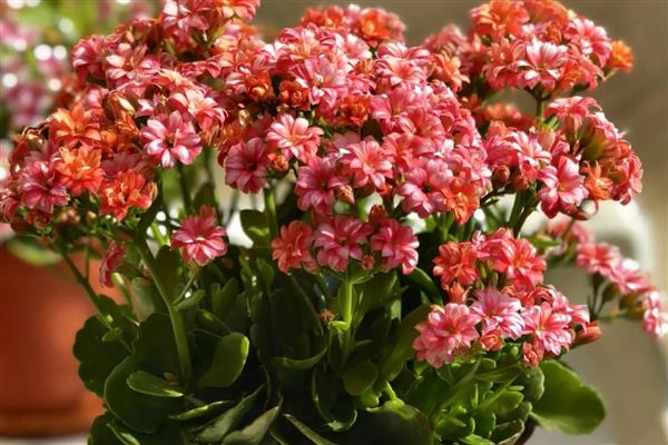 长寿花的颜色，常见绿白色、粉色、红色等品种
