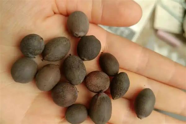 碗莲荷花种子的种植方法，种子通常需要人工开口