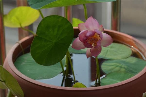碗莲荷花种子的种植方法，种子通常需要人工开口