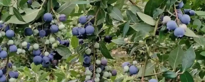 蓝莓的成熟季节，人工种植一般在夏季6-7月份成熟