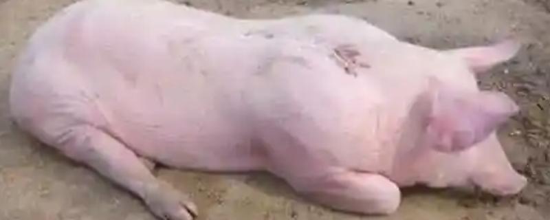 猪高烧41.5度不吃食如何处理，注射红皮统治既能退烧又能恢复食欲