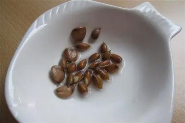 柠檬盆栽种植方法，按照种子尖头朝下的方式播种