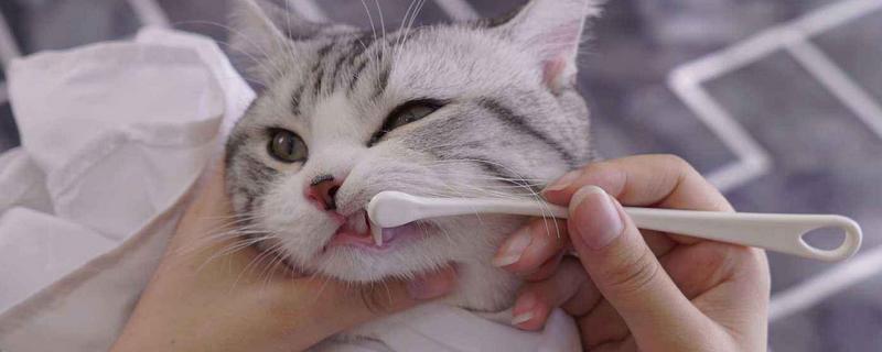 猫咪肠胃消化差引起口臭怎么解决，建议限制猫咪的食量