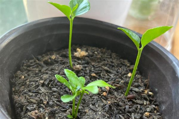 柠檬盆栽种植方法，按照种子尖头朝下的方式播种