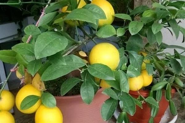 柠檬盆栽种植方法，按照种子尖头朝下的方式播种
