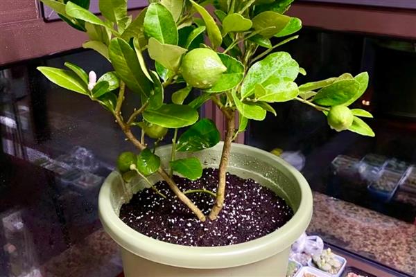 柠檬盆栽种植方法，按照种子尖头朝下的方式播种