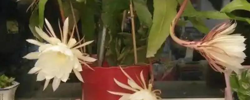 昙花如何种植，种植前需先浸种