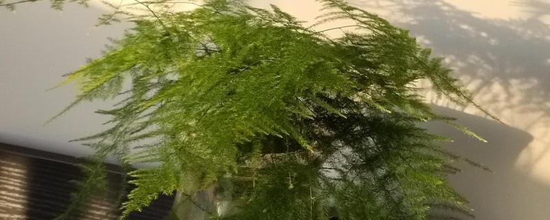 哪些植物适合养在客厅中，常见龙血树、幸福树、文竹等18个品种