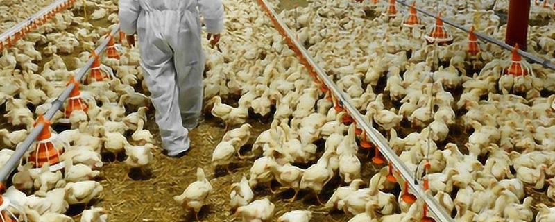 肉鸡育成期怎么管理，后期增加饲料中的能量比例可起到增肥效果