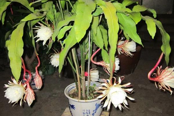昙花如何种植，种植前需先浸种