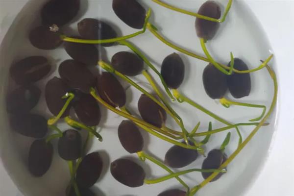 昙花如何种植，种植前需先浸种