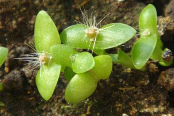 昙花如何种植，种植前需先浸种