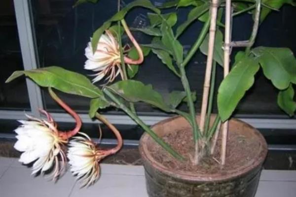 昙花如何种植，种植前需先浸种