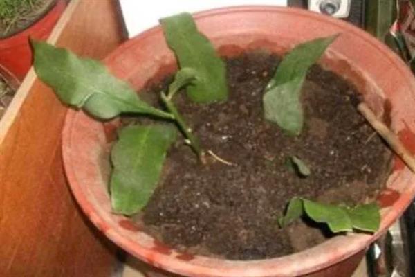 昙花如何种植，种植前需先浸种
