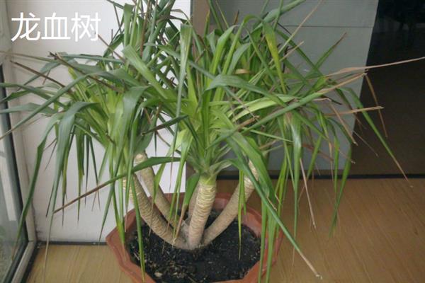 哪些植物适合养在客厅中，常见龙血树、幸福树、文竹等18个品种