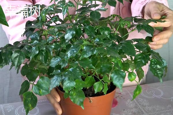 哪些植物适合养在客厅中，常见龙血树、幸福树、文竹等18个品种