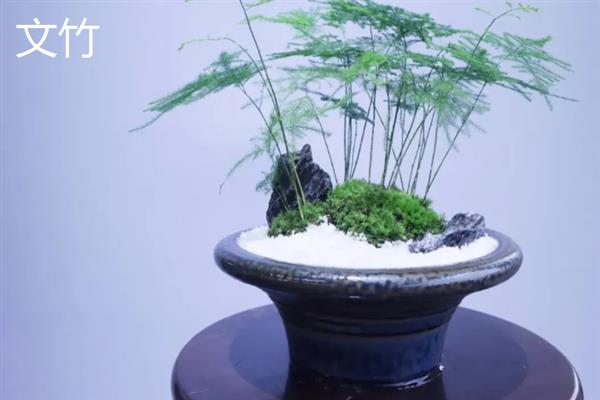 哪些植物适合养在客厅中，常见龙血树、幸福树、文竹等18个品种