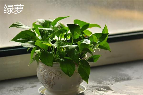 哪些植物适合养在客厅中，常见龙血树、幸福树、文竹等18个品种