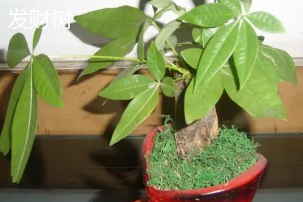 哪些植物适合养在客厅中，常见龙血树、幸福树、文竹等18个品种
