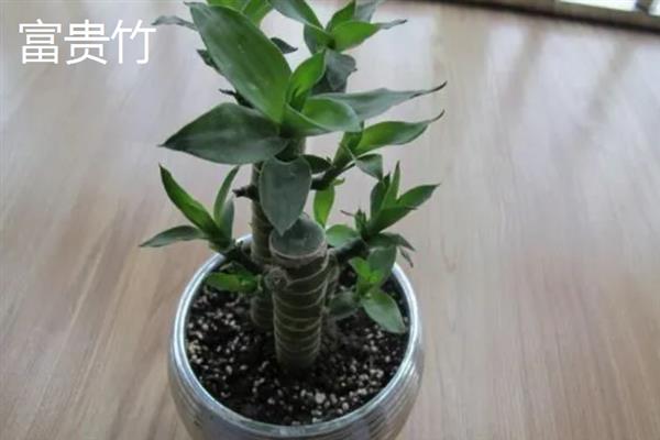 哪些植物适合养在客厅中，常见龙血树、幸福树、文竹等18个品种