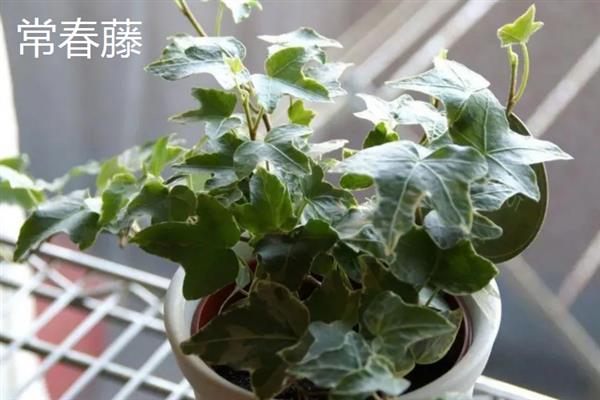哪些植物适合养在客厅中，常见龙血树、幸福树、文竹等18个品种