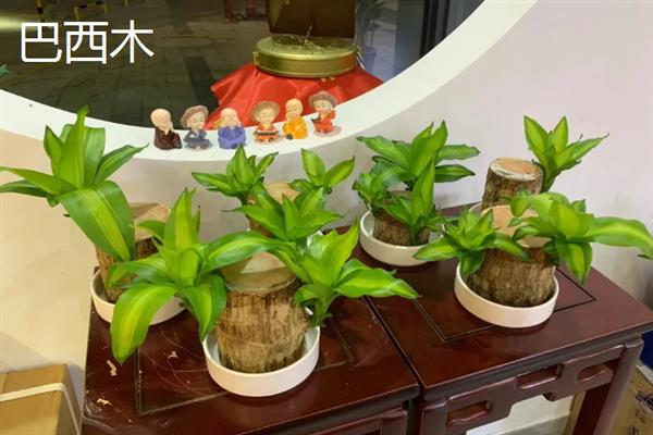 哪些植物适合养在客厅中，常见龙血树、幸福树、文竹等18个品种