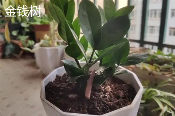 哪些植物适合养在客厅中，常见龙血树、幸福树、文竹等18个品种