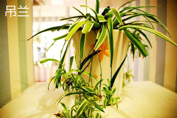 哪些植物适合养在客厅中，常见龙血树、幸福树、文竹等18个品种