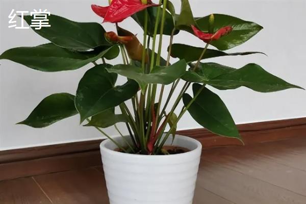 哪些植物适合养在客厅中，常见龙血树、幸福树、文竹等18个品种