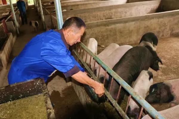 喂猪快速生长的方法，以下3种饲喂方式可加快生长速度