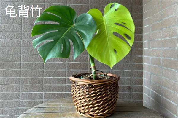 哪些植物适合养在客厅中，常见龙血树、幸福树、文竹等18个品种