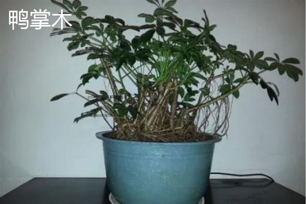 哪些植物适合养在客厅中，常见龙血树、幸福树、文竹等18个品种