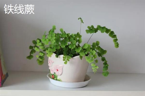哪些植物适合养在客厅中，常见龙血树、幸福树、文竹等18个品种