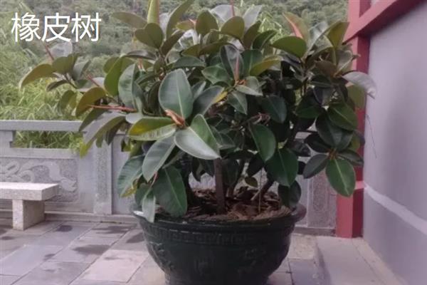 哪些植物适合养在客厅中，常见龙血树、幸福树、文竹等18个品种
