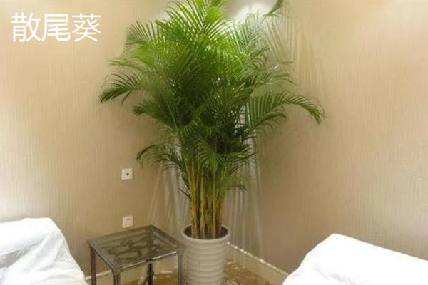 哪些植物适合养在客厅中，常见龙血树、幸福树、文竹等18个品种