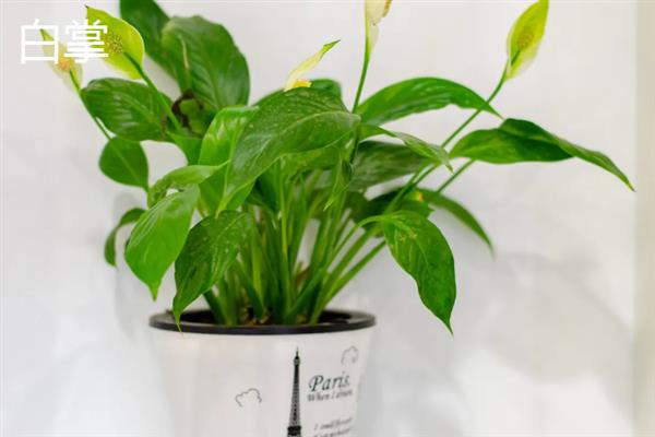 哪些植物适合养在客厅中，常见龙血树、幸福树、文竹等18个品种