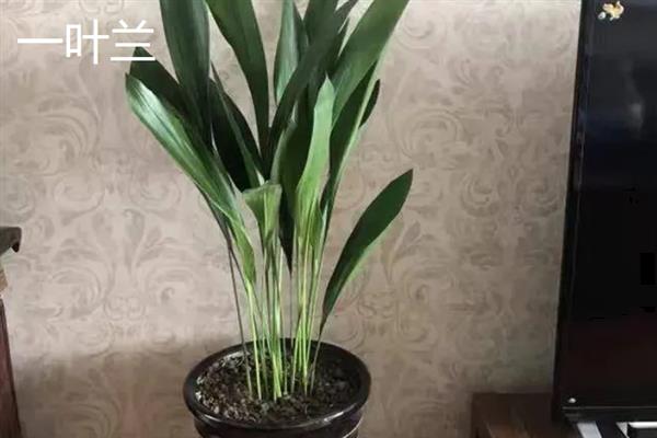 哪些植物适合养在客厅中，常见龙血树、幸福树、文竹等18个品种