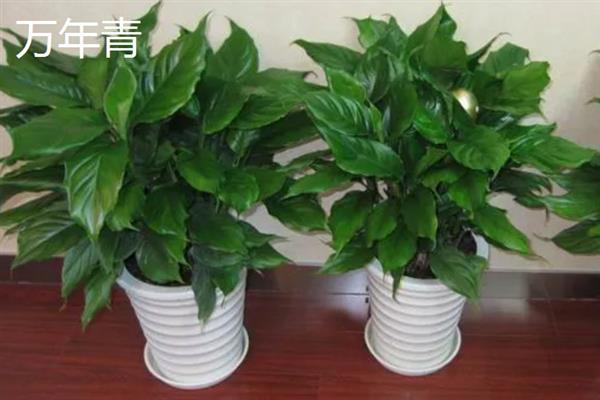 哪些植物适合养在客厅中，常见龙血树、幸福树、文竹等18个品种