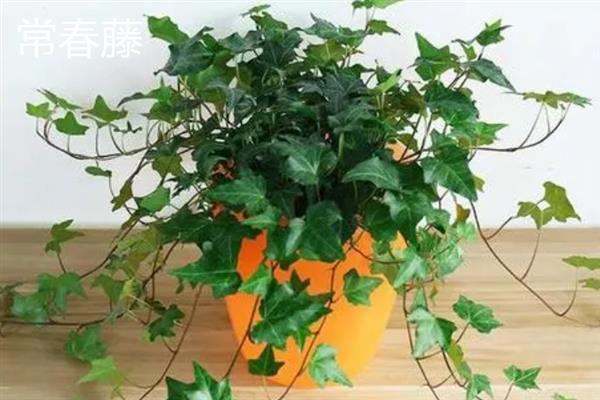 哪些植物适合养在客厅中，常见龙血树、幸福树、文竹等18个品种