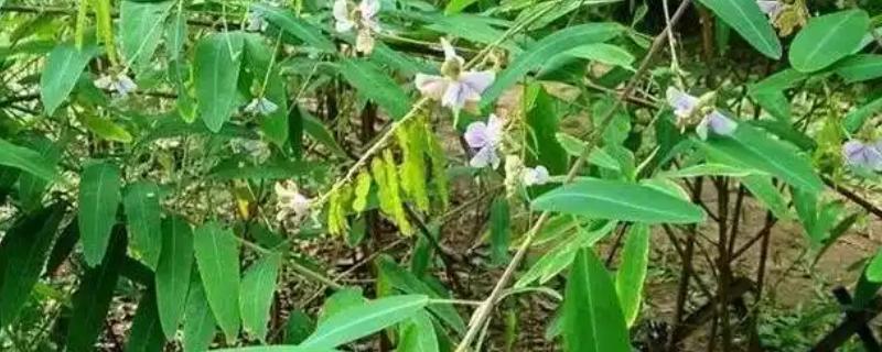 跳舞草会跳舞的原因，会根据声音产生反应