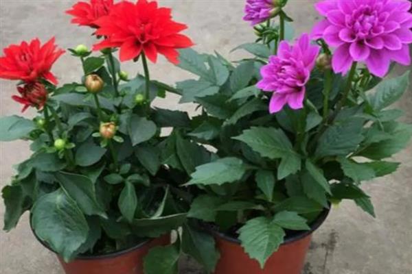 小丽花花蔫了如何解决，需换盆处理