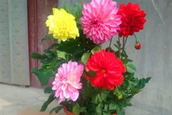 小丽花花蔫了如何解决，需换盆处理