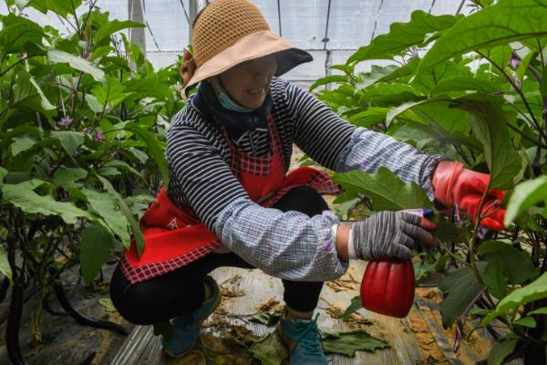 南瓜里面长虫如何处理，采取清园、诱杀等措施可以防治