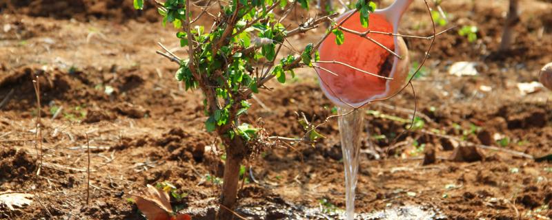 夏天能种树吗，夏天可以种树