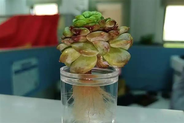 多肉杂交培育的方式，需进行人工授粉