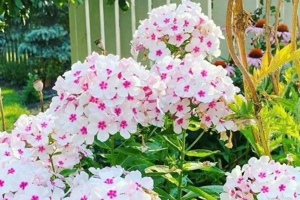 宿根花卉有哪些特点，其非常耐寒